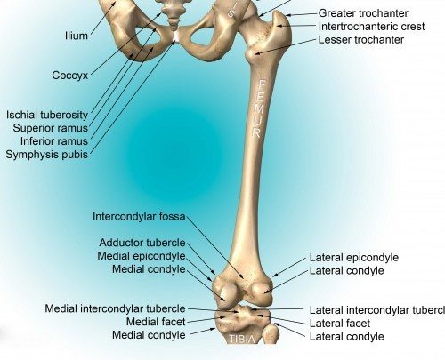 Femur Bone: Posterior View. From www.fpnotebook.com