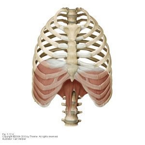 posture-diaphragm