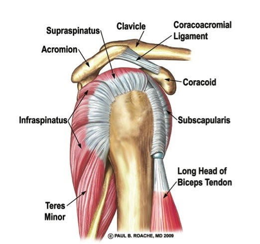 rotator cuff