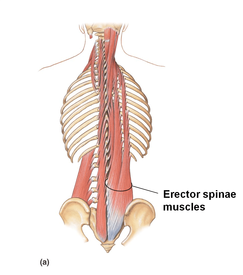 spine