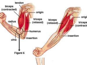 elbow-pain-lat