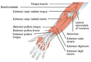 There are 57 suppliers who sells forearm tendonitis on alibaba.com, mainly located in asia. Picture Of Forearm Tendons . Elbow Pain Blame Your Lat Lori Duncan Pt
